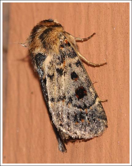  Proteuxoa sanguinipuncta.
Noctuidae,
Amphipyrinae. 

