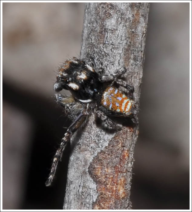 Maratus plumosus.
