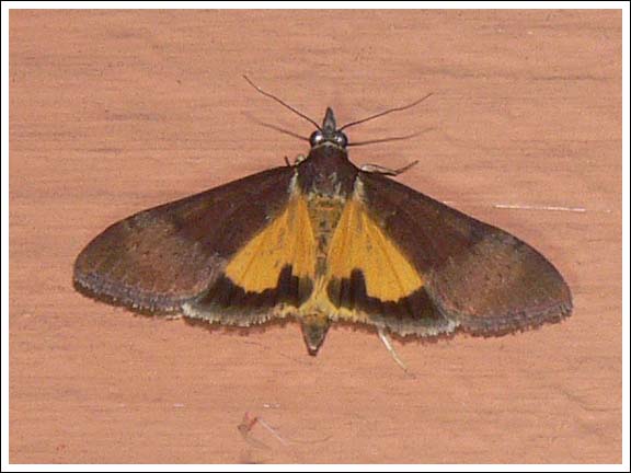 Uresiphita ornithopteralis.
Crambidae.
