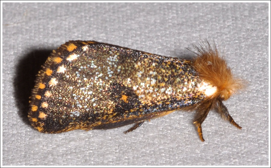 Epicoma contristis.
Yellow-spotted Epicoma.
Notodontidae.
