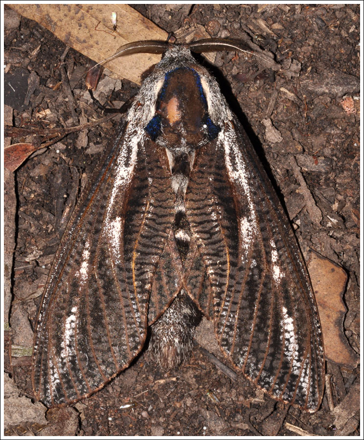 Endoxyla encalypti
Cossidae.
