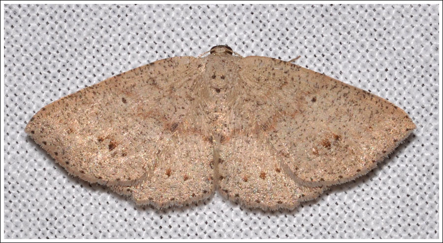 Casbia species.
Geometridae.
