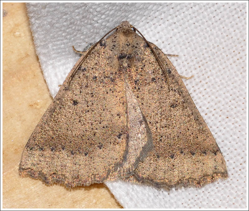 Amelora group.
Geometridae.
