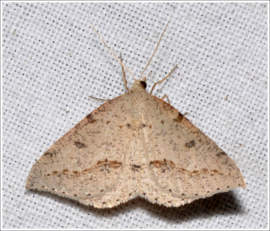 Taxeotis stereospila
Geometridae
Oenochrominae
