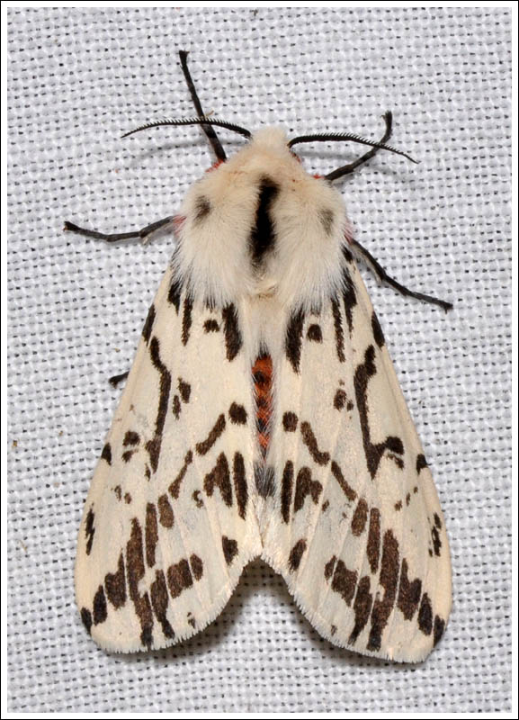 Spilosoma canescens
Arctiidae
Arctiinae
