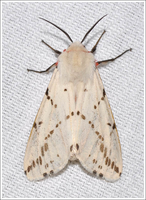 Spilosoma canescens
Arctiidae
