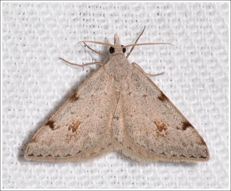 Dichromodes estigmaria
Geometridae
Oenochrominae
