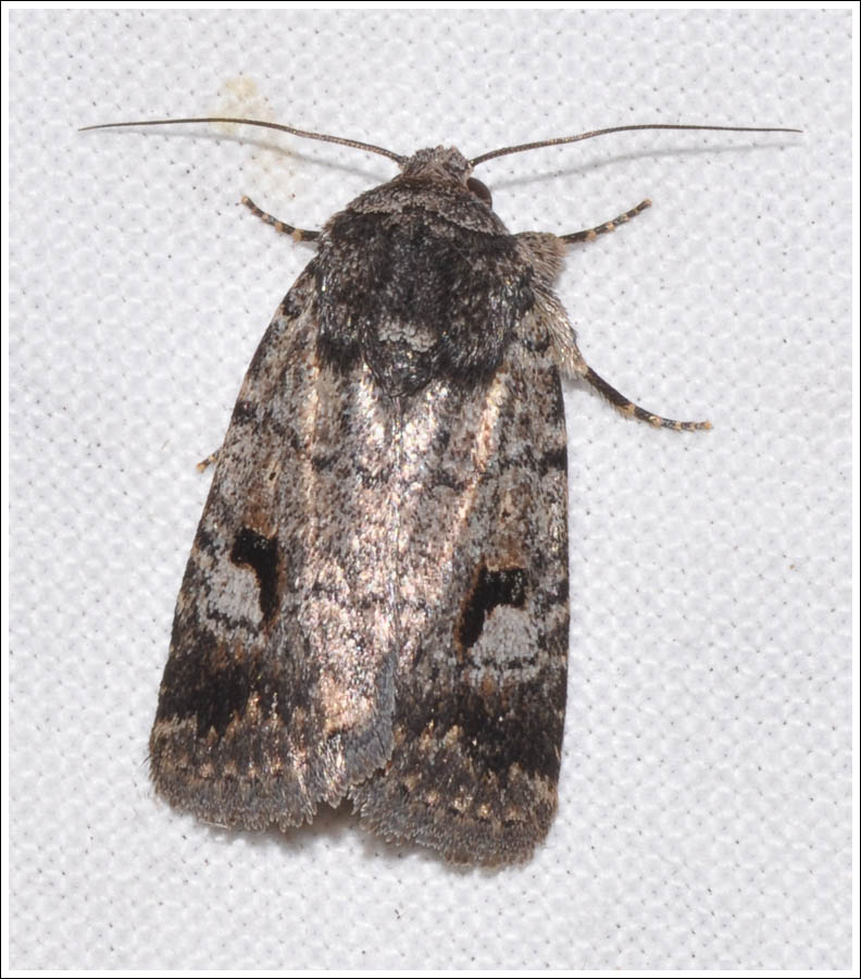 Noctuidae
