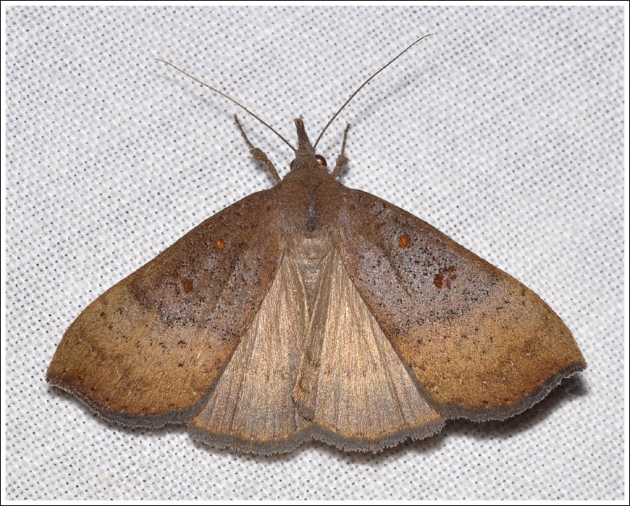Rhapsa suscitatalis
Noctuidae,
Catocalinae.

