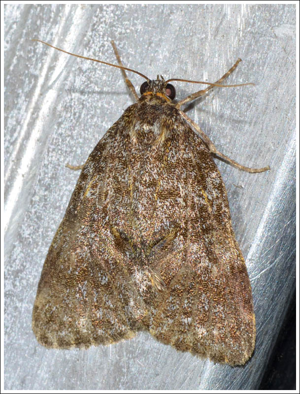 Noctuidae
