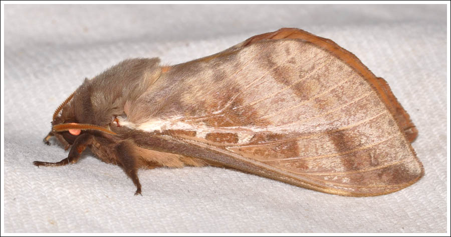 Oxycanus dirempta.
Hepialidae.

