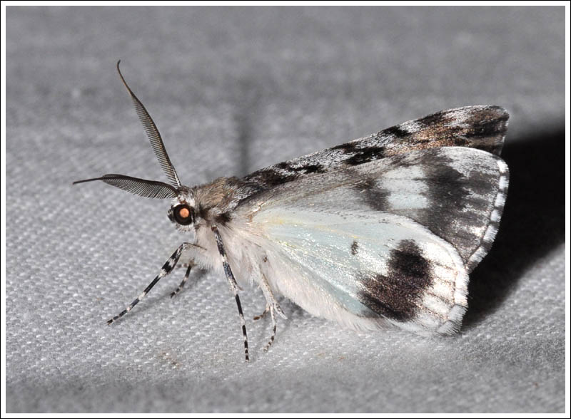 Rhuma sp 2
Geometridae,
Geometrinae.
