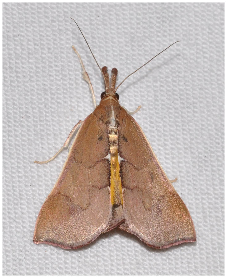 Anemosa exanthes.
Female.
Pyralidae,
Chrysauginae.
