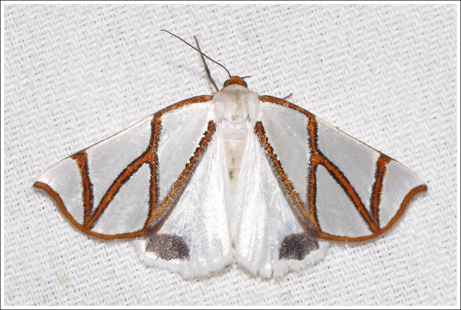 Thalaina clara
Clara's Satin moth.
Geometridae
Ennominae.
