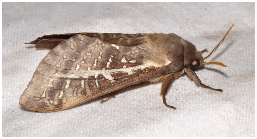 Oxycanus dirempta
Hepialidae
