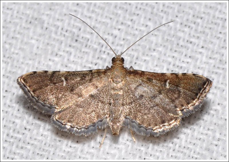 Metasia capnochroa
Crambidae
