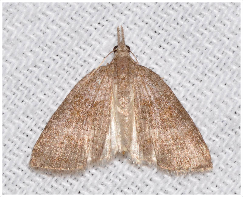 Microdes species
Geometridae
larentiinae
