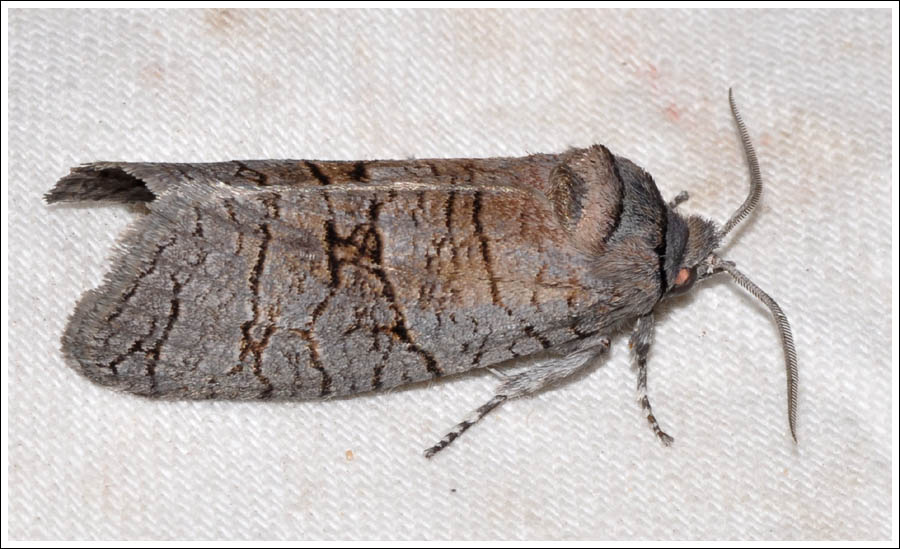 Culama australis
