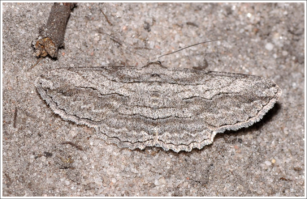 Syneora praecisa.
Geometridae
Ennominae

