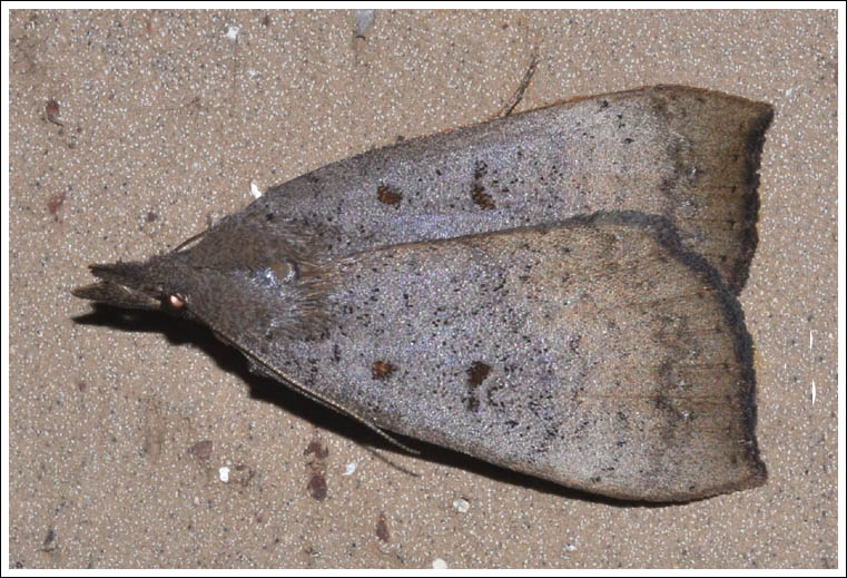 Rhapsa suscitatalis
