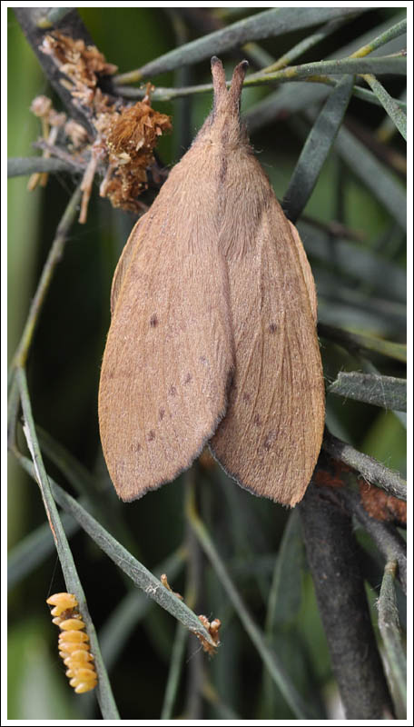 Pararguda nasuta
Wattle Snout Moth

