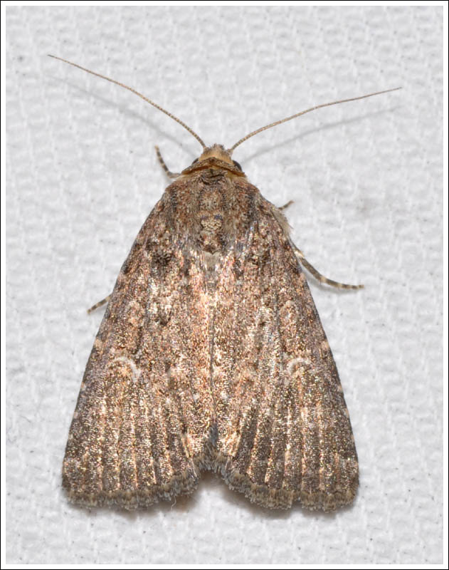 Noctuidae
