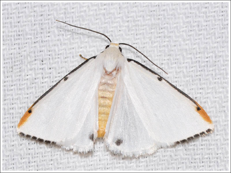Termessa nivosa
Snowy Footman
Arctiidae
Lithosiinae
