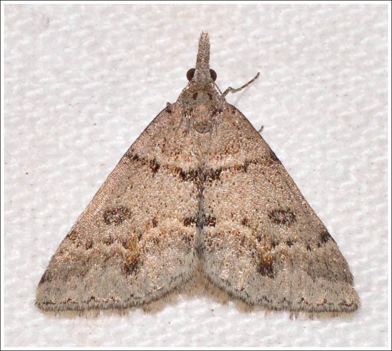 Dichromodes obtusata.
Geometridae,
Oenochrominae.
