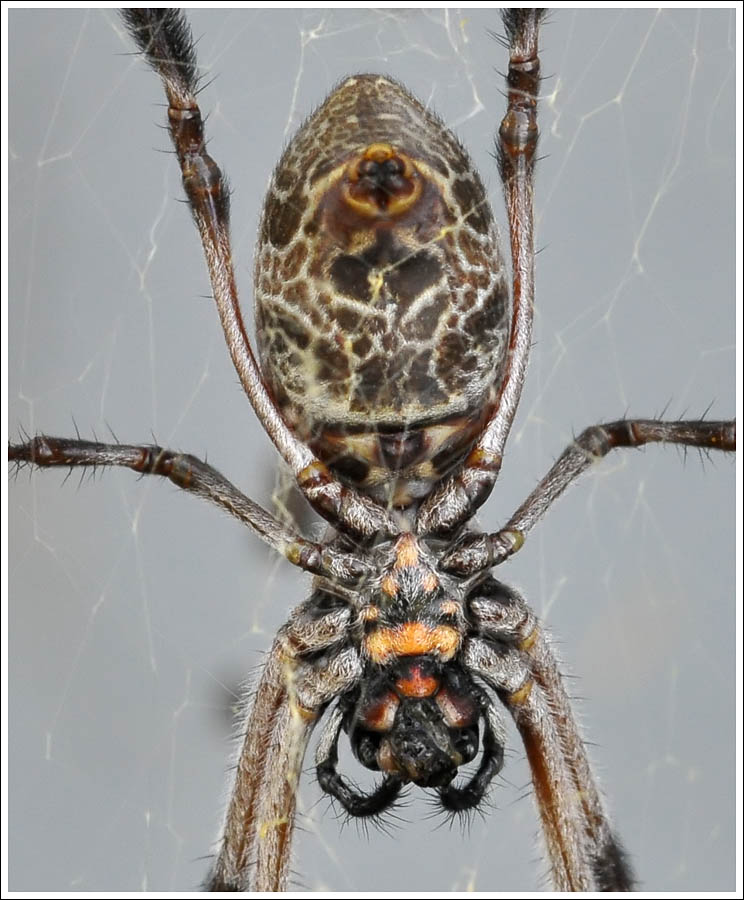 Nephila plumipes
Humped Golden Orb-weaver
