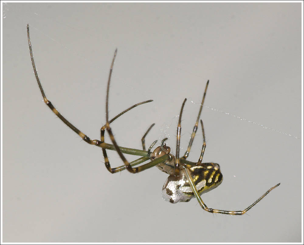 Leucauge dromedaria
Silver Orb.

