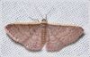 bmoths038.jpg