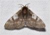 gcf042.jpg