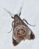 gmd030.jpg