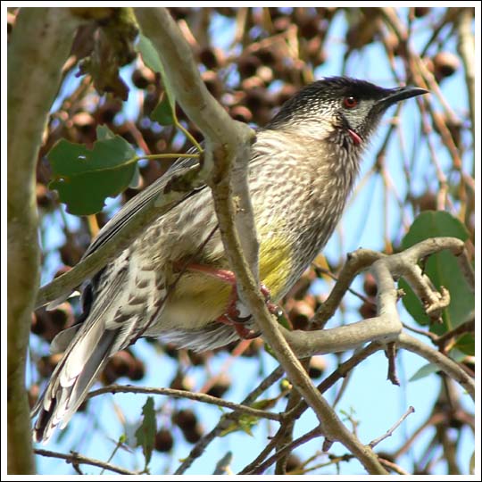 Red Wattlebird.
