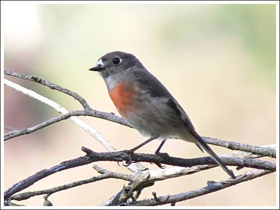 Female Scarlet Robin.
