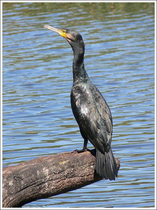 Great Cormorant.

