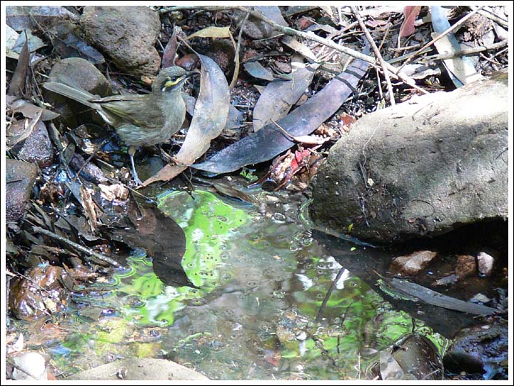 Yellow-faced Honeyeater.
At one of the last pools of water during the 2006 - 7 drought.
