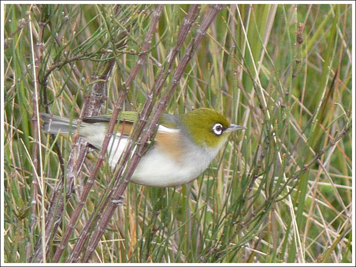 Silvereye.
