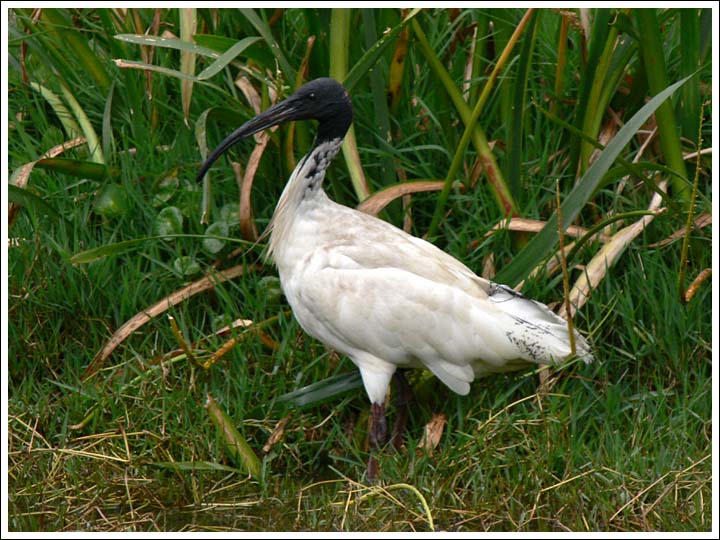 White Ibis.
