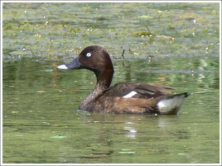 Hardhead or White-eyed Duck.
