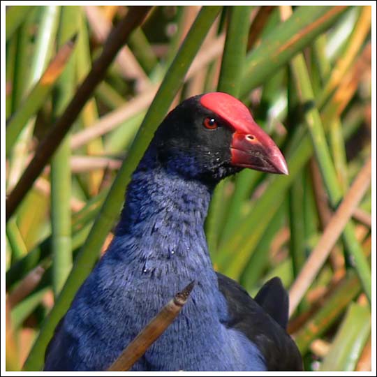 Purple Swamphen.
