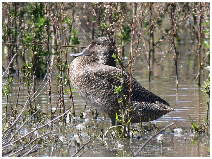 Freckled Duck.
Rare birds that have found Lake Guyatt to their liking.
