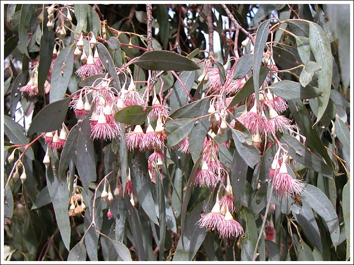 Eucalyptus tricarpa.
The glaucous leaved, pink flowered form of the local ironbark, found north-west of Maffra.
