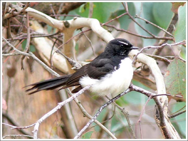 Willie Wagtail.
