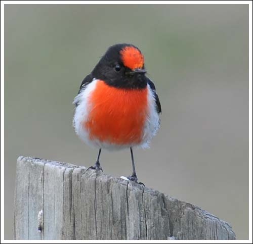 Red-capped Robin.
Male bird at Bellbird Corner Reserve. 13/7/2009.
