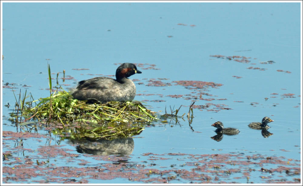 Australasian Grebes and chicks at nest.
Bellbird Corner.

