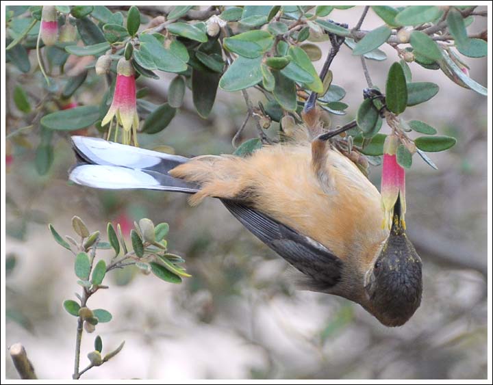 Eastern Spinebill.
Feeding in hybrid correas.
