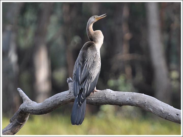 Darter.
At the Sale Common wetland.

