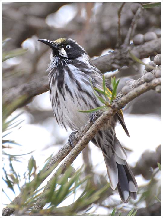 New Holland Honeyeater.
