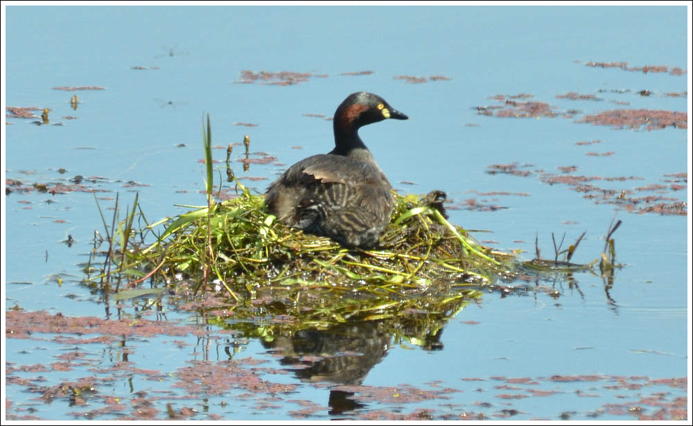 Australasian Grebes and chicks at nest.
Bellbird Corner.

